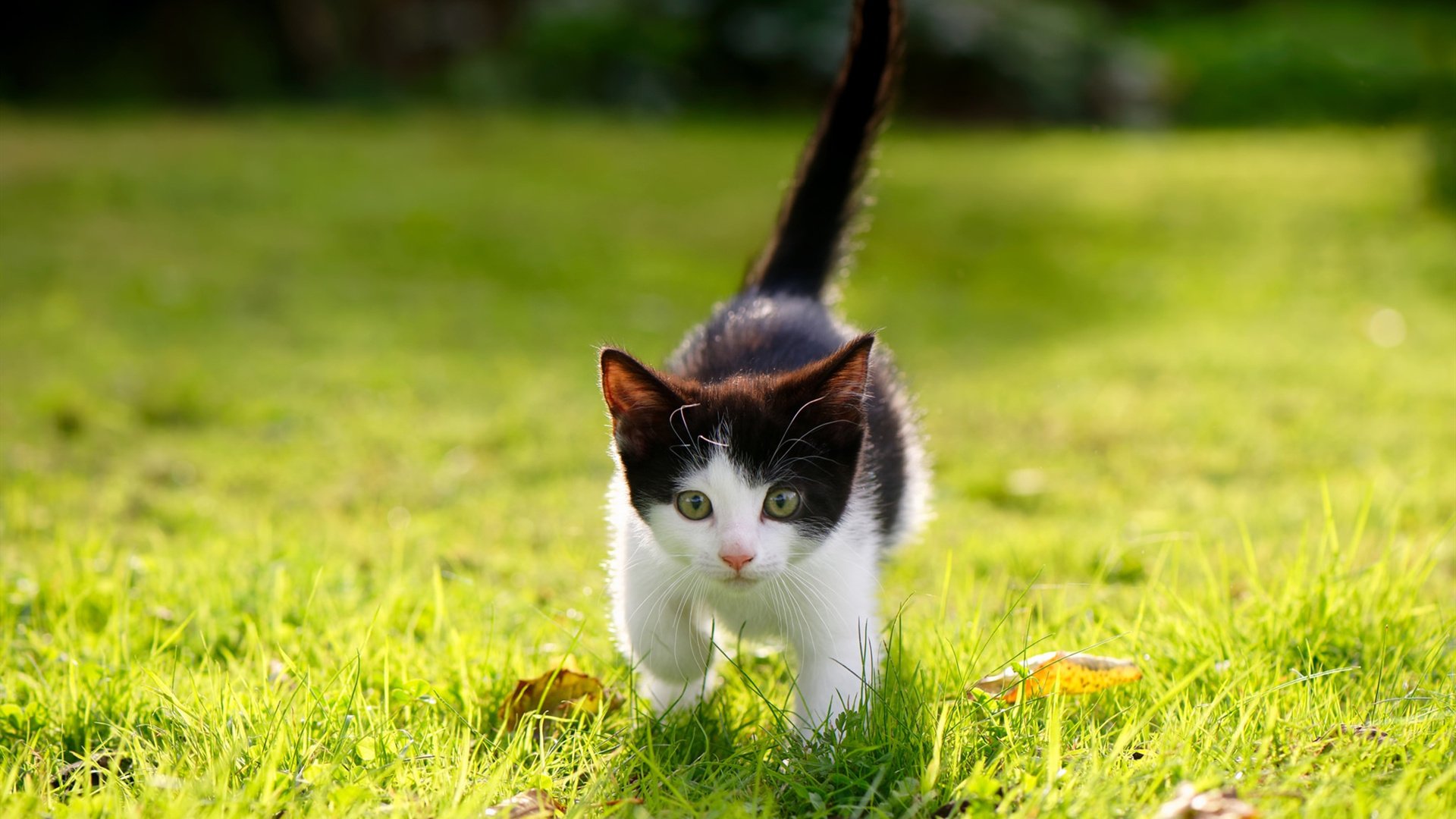 kaiyun体育app-中国篮球联赛推广多样化互动体验，篮球赛事推广