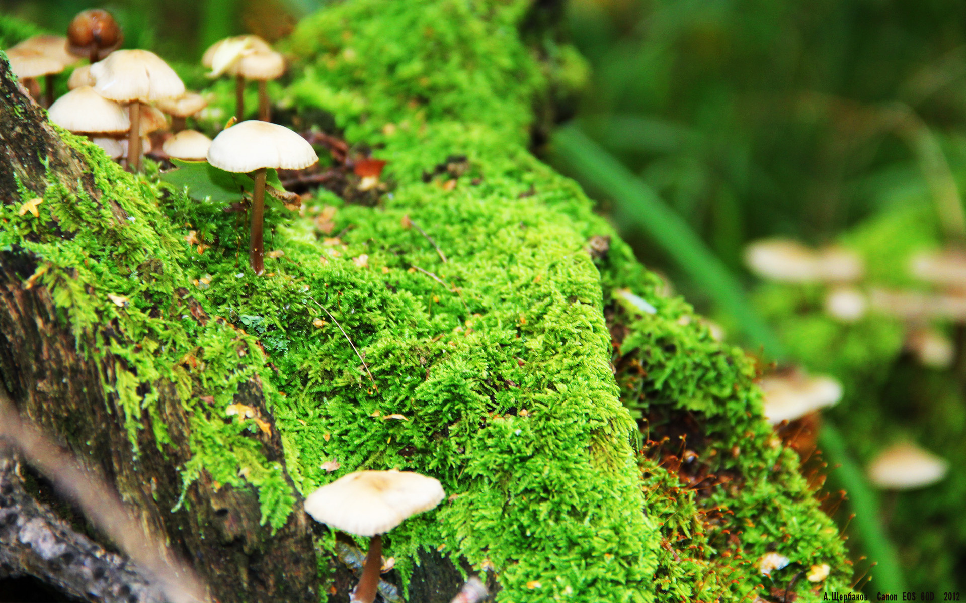 排名风云：本赛季球队实力排行榜揭晓，本赛季球员得分排名